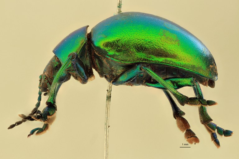 Eumolpus opacus M T L.jpg