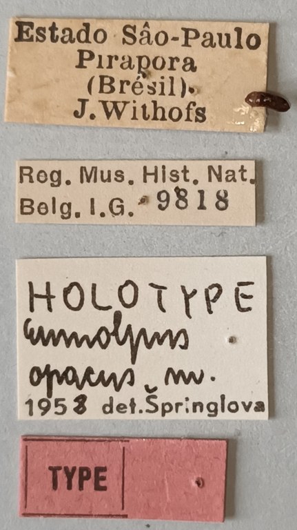 Eumolpus opacus M T Labels.jpg