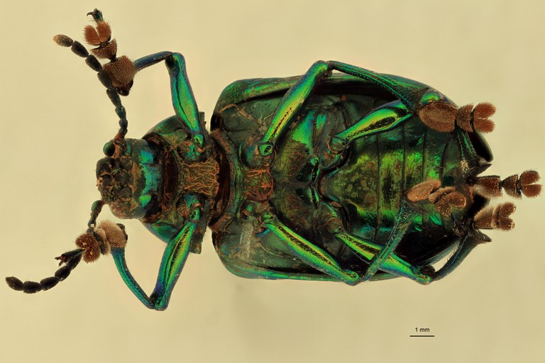 Eumolpus opacus M T V.jpg