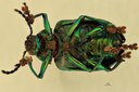 Eumolpus opacus M T V.jpg