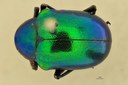 Eumolpus polychromus Pt D.jpg