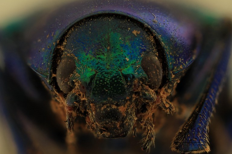 Eumolpus polychromus Pt F.jpg