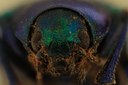 Eumolpus polychromus Pt F.jpg