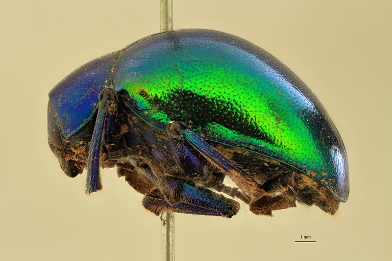 Eumolpus polychromus Pt L.jpg