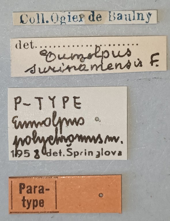 Eumolpus polychromus Pt Labels.jpg