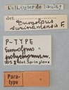 Eumolpus polychromus Pt Labels.jpg