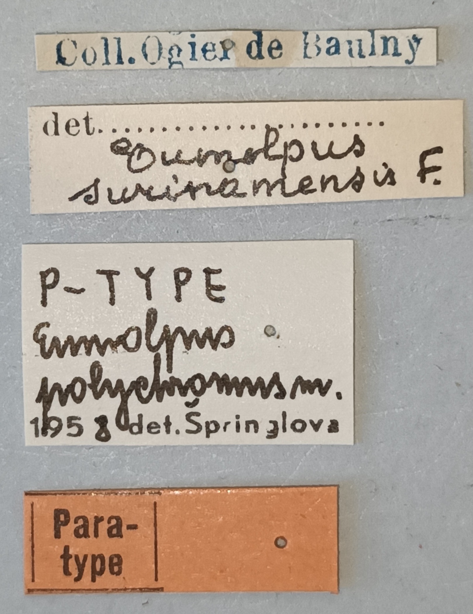 Eumolpus polychromus Pt Labels.jpg