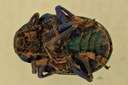 Eumolpus polychromus Pt V.jpg