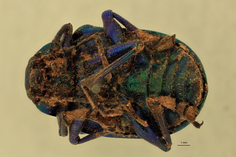 Eumolpus polychromus Pt V.jpg