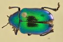 Eumolpus surinamensis viridanus Pt D.jpg