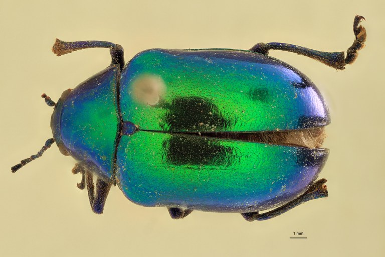 Eumolpus surinamensis viridanus Pt D.jpg