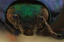 Eumolpus surinamensis viridanus Pt F.jpg