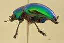Eumolpus surinamensis viridanus Pt L.jpg