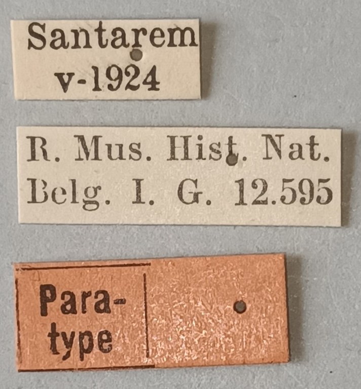 Eumolpus surinamensis viridanus Pt Labels.jpg