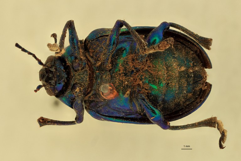 Eumolpus surinamensis viridanus Pt V.jpg