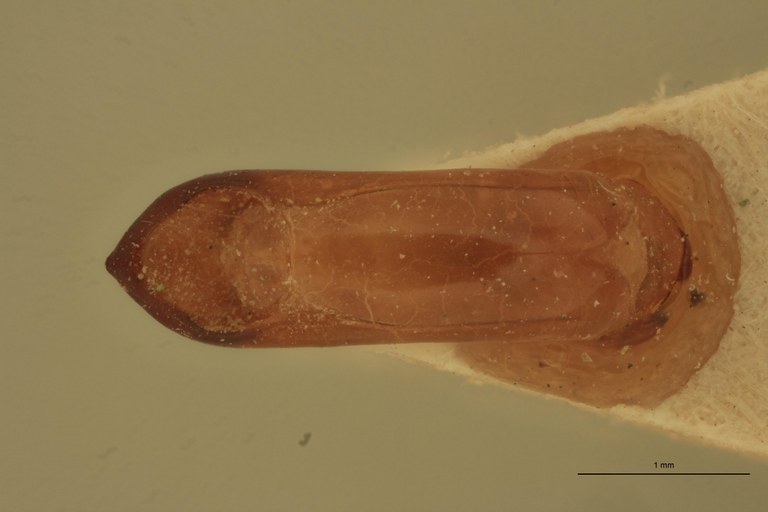 Eumolpus surinamensis viridanus M T Aedeagus D.jpg