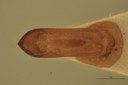 Eumolpus surinamensis viridanus M T Aedeagus D.jpg