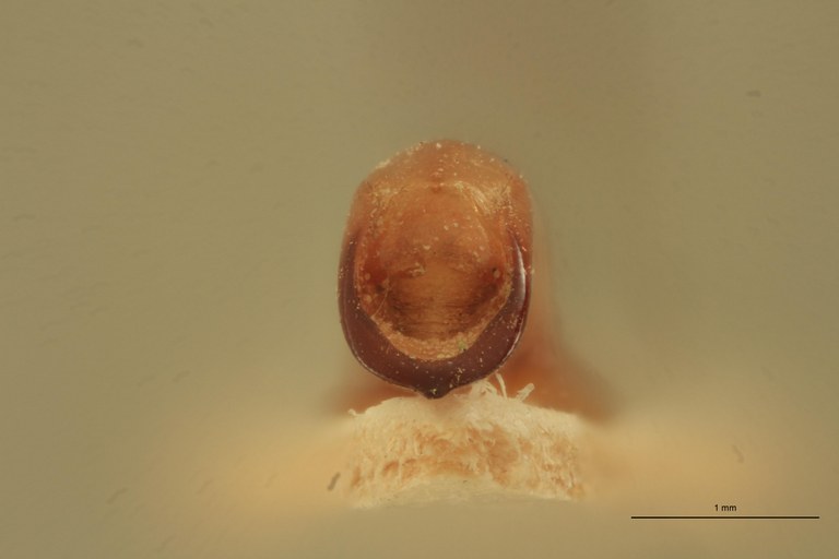 Eumolpus surinamensis viridanus M T Aedeagus F.jpg