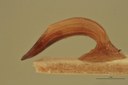 Eumolpus surinamensis viridanus M T Aedeagus L.jpg