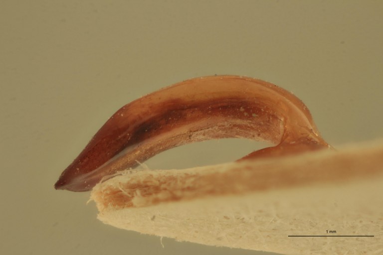 Eumolpus surinamensis viridanus M T Aedeagus V.jpg