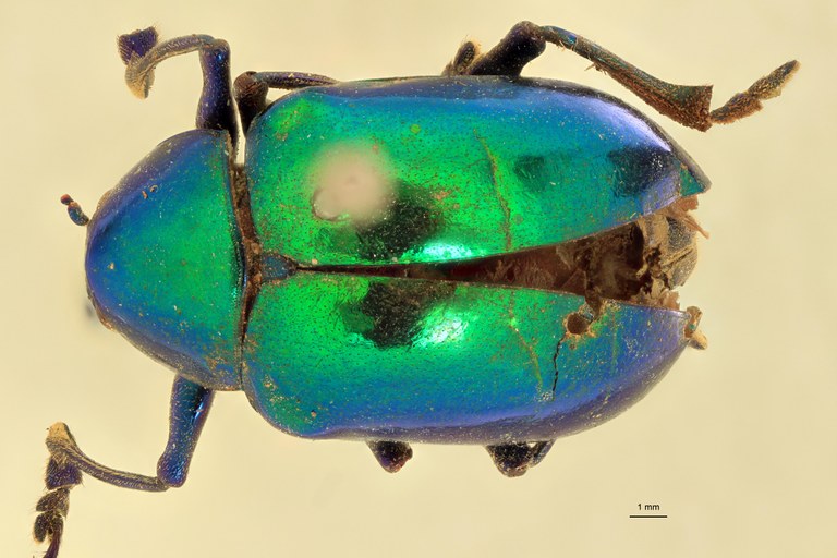 Eumolpus surinamensis viridanus M T D.jpg
