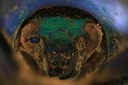 Eumolpus surinamensis viridanus M T F.jpg