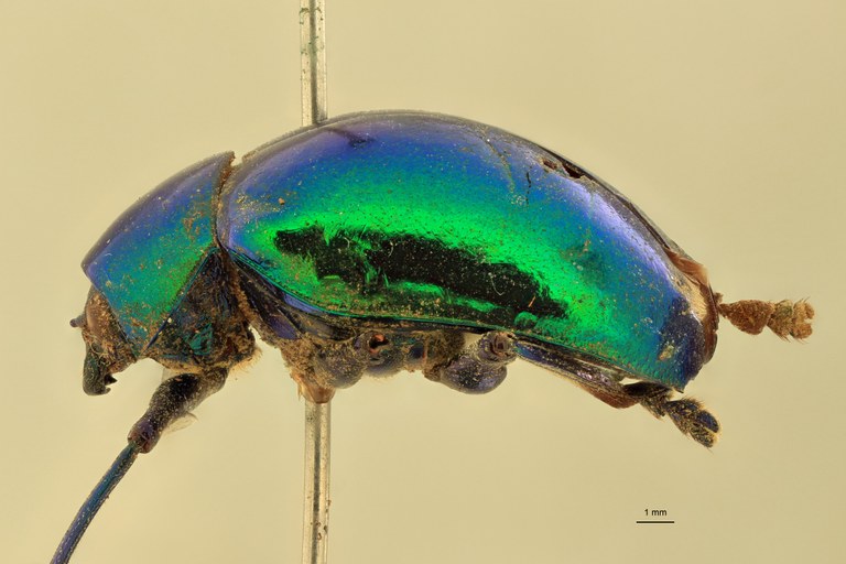 Eumolpus surinamensis viridanus M T L.jpg