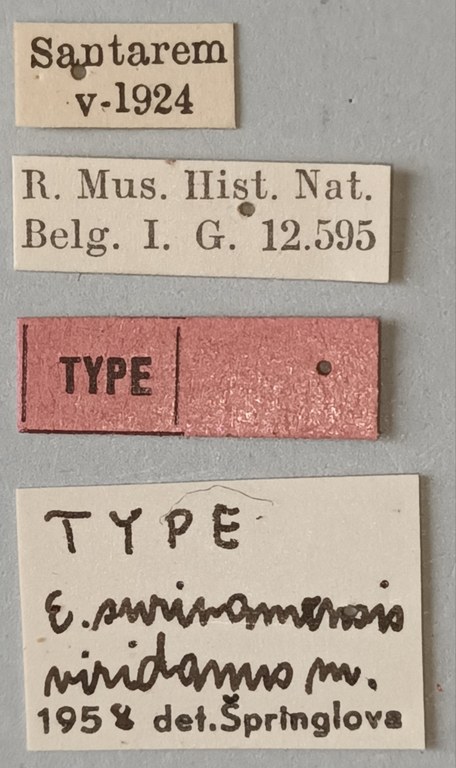 Eumolpus surinamensis viridanus M T Labels.jpg