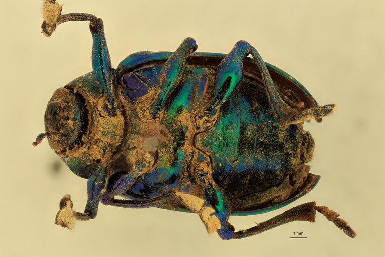 Eumolpus surinamensis viridanus M T V.jpg