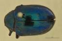 Eumolpus viriditarsis Pt D.jpg