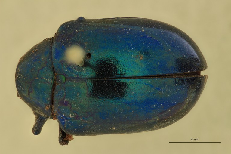 Eumolpus viriditarsis Pt D.jpg