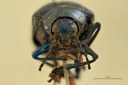 Eumolpus viriditarsis Pt F.jpg