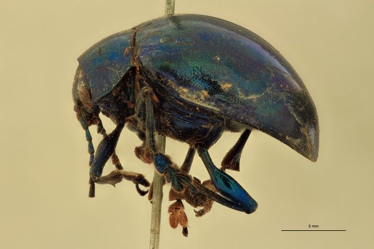Eumolpus viriditarsis Pt L.jpg