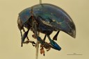 Eumolpus viriditarsis Pt L.jpg