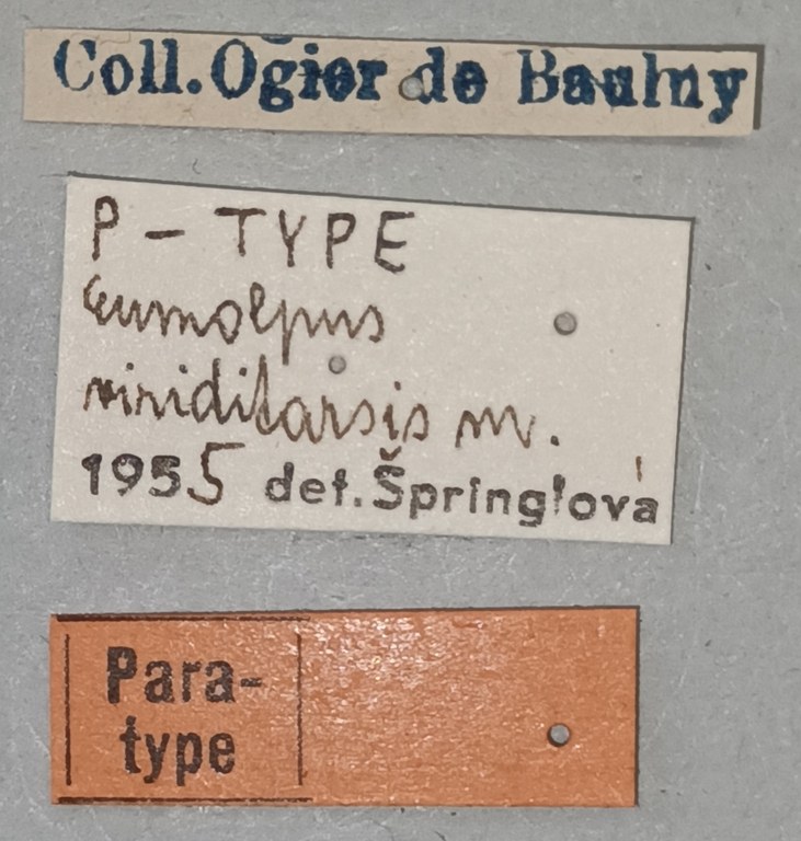 Eumolpus viriditarsis Pt Labels.jpg