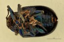 Eumolpus viriditarsis Pt V.jpg