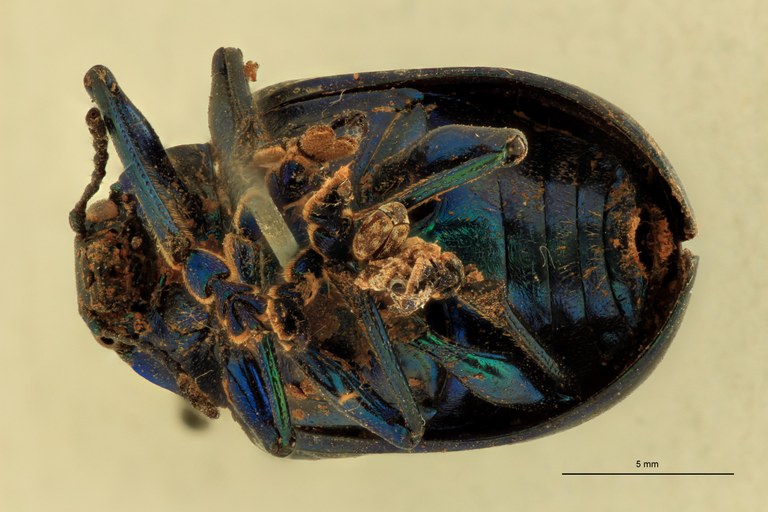 Eumolpus viriditarsis Pt V.jpg