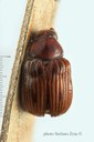 BE-RBINS-ENT Eurydemus brevilineatus 1 - 6431 - 6451.JPG