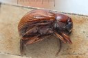 BE-RBINS-ENT Eurydemus brevilineatus 1 - 6452 - 6469.JPG