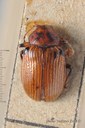 BE-RBINS-ENT Eurydemus maculipennis 1 - 7841-7867.JPG