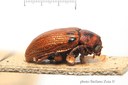 BE-RBINS-ENT Eurydemus maculipennis 1 - 7869 - 7893.JPG