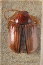 BE-RBINS-ENT Afroeurydemus marginatus 1 - 7272 - 7294.JPG