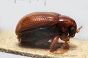BE-RBINS-ENT Afroeurydemus marginatus 1 - 7297 - 7328.JPG
