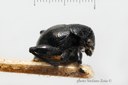 BE-RBINS-ENT Eurytus balyi 1 - 7648 - 7668.JPG