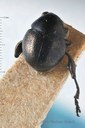 BE-RBINS-ENT Eurytus balyi 1 - 6021 - 6037.JPG