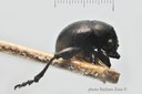 BE-RBINS-ENT Eurytus balyi 1 - 6038 - 6055.JPG