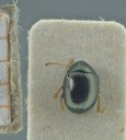 BE-RBINS-ENT Antitypona saltatoria K30_D01_001 Dorsal.jpg