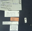 BE-RBINS-ENT Antitypona saltatoria K30_D01_001 Label.jpg