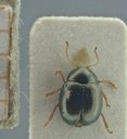 BE-RBINS-ENT  Antitypona saltatoria K30_D01_002 Dorsal.jpg