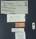 BE-RBINS-ENT  Antitypona saltatoria K30_D01_002 Label.jpg